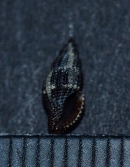 Raphitoma