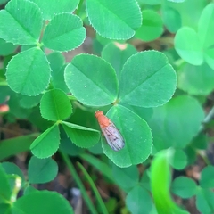 Suillia variegata