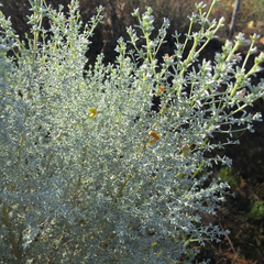 Aspalathus pedunculata