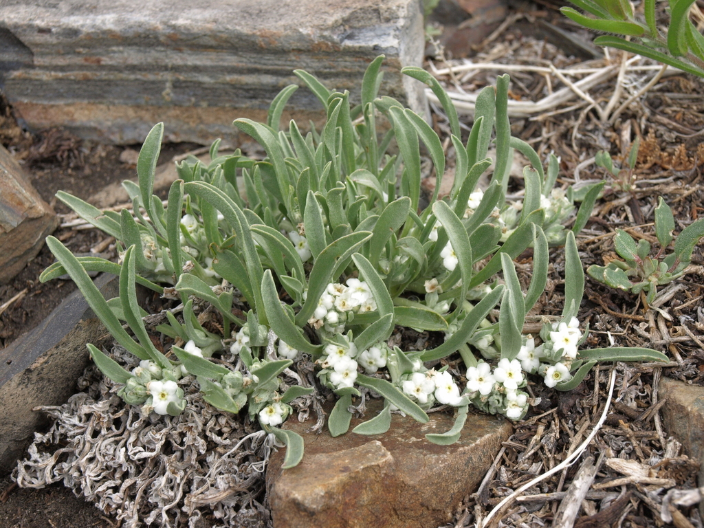 Bow-nut Oreocarya