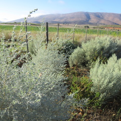 Aspalathus pedunculata