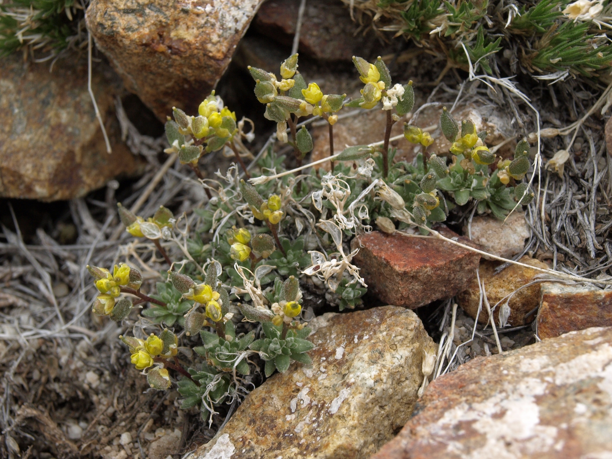 Draba oligosperma