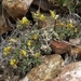Few-seeded Draba - Photo (c) Jim Morefield, some rights reserved (CC BY)