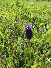 Muscari neglectum