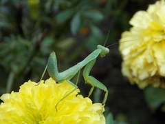 Hierodula transcaucasica