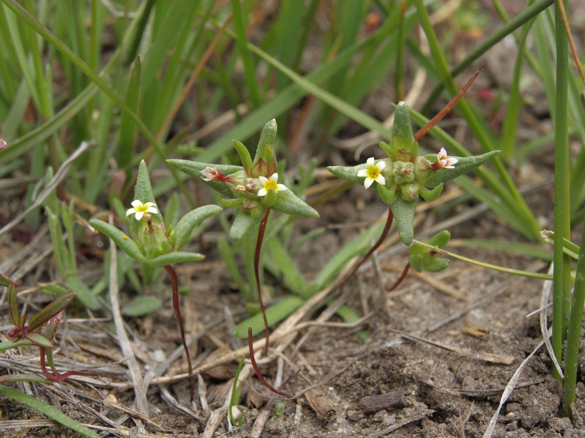 Gymnosteris parvula