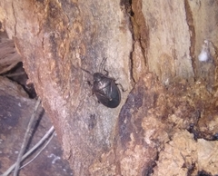 Lubentius marginellus