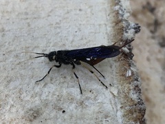 Urocerus cressoni
