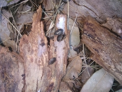 Lubentius marginellus