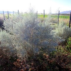 Aspalathus pedunculata