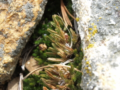 Selaginella watsonii