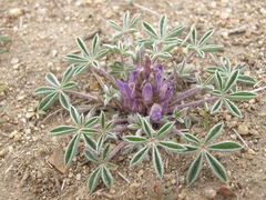 Lupinus lepidus utahensis