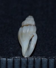 Pseudomangelia vauquelini