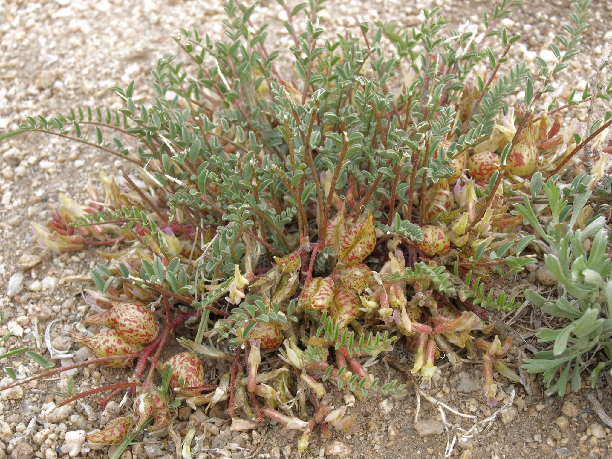 Astragalus lentiginosus var. semotus