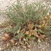 Astragalus lentiginosus semotus - Photo (c) Jim Morefield, alguns direitos reservados (CC BY)
