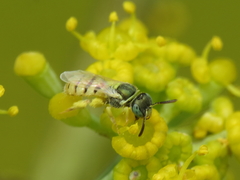 Nomioides facilis