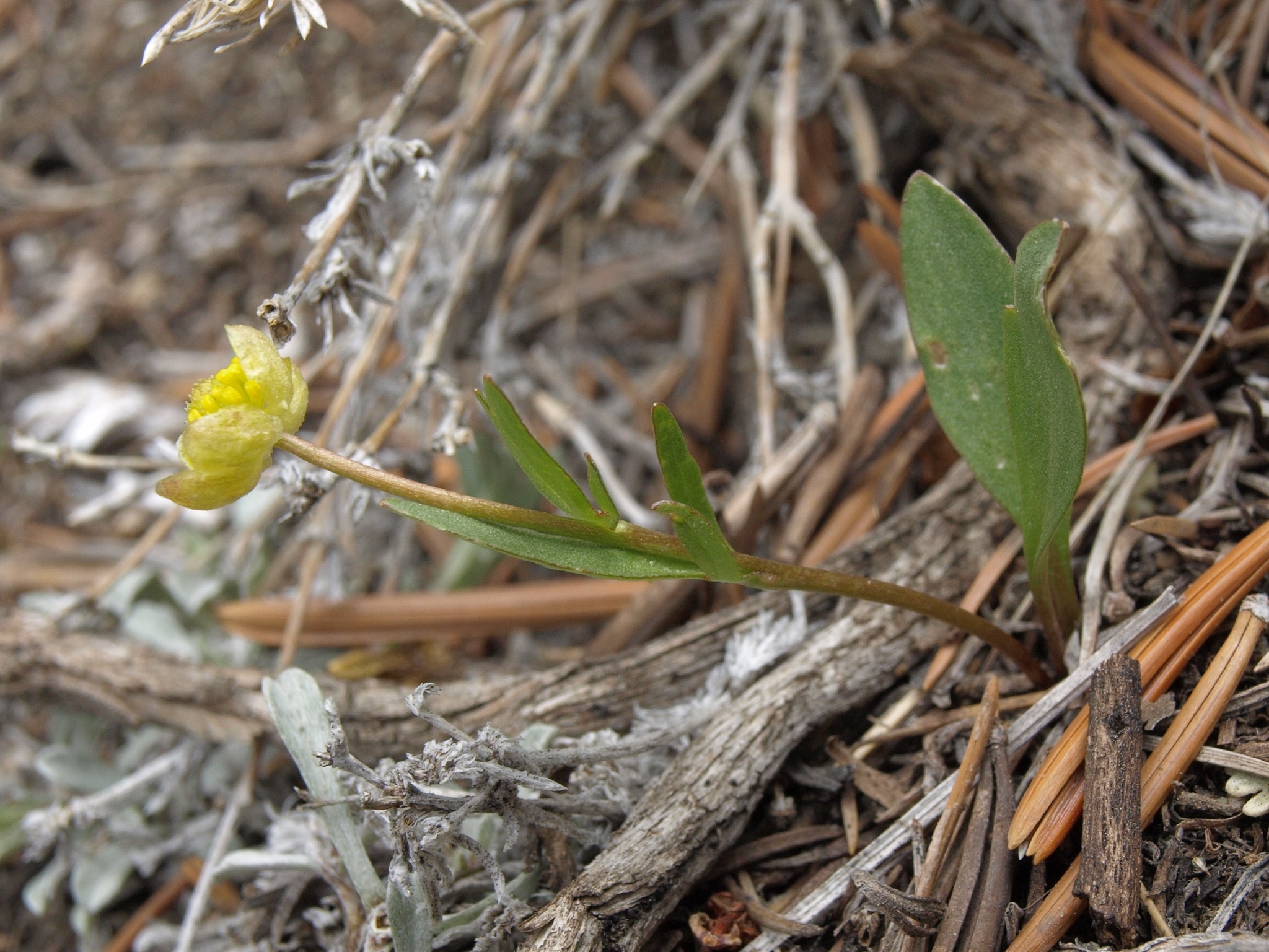 Ranunculus glaberrimus var. ellipticus