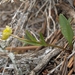 Timberline Buttercup - Photo (c) Jim Morefield, some rights reserved (CC BY)