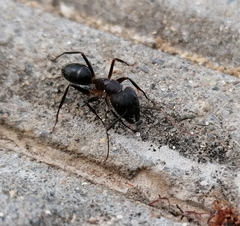 Camponotus barbaricus