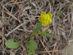 Ranunculus glaberrimus ellipticus