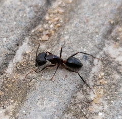 Camponotus barbaricus