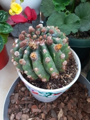 Parodia ottonis