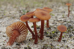 Laccaria lateritia