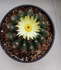 Parodia ottonis
