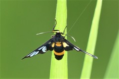 Amata sperbius