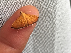 Mabra nigriscripta