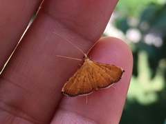 Mabra nigriscripta