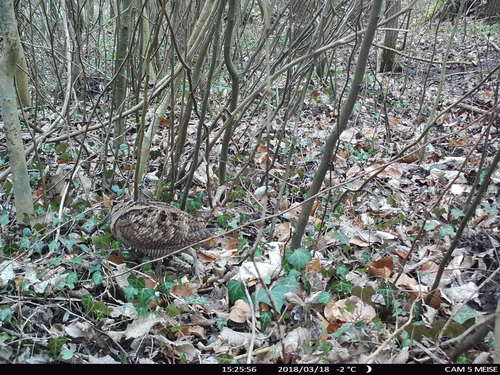 Eurasian Woodcock