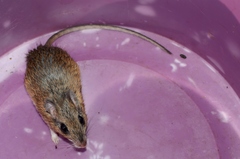 Gerbilliscus leucogaster