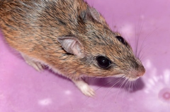 Gerbilliscus leucogaster
