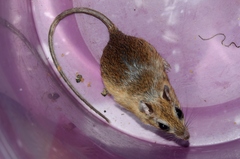 Gerbilliscus leucogaster