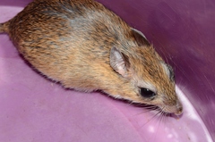 Gerbilliscus leucogaster