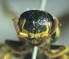 Myzinum quinquecinctum