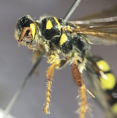 Myzinum quinquecinctum