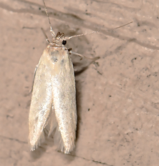 Calosima dianella
