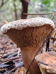 Serpulaceae