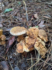 Serpulaceae