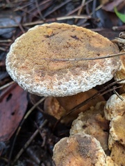 Serpulaceae