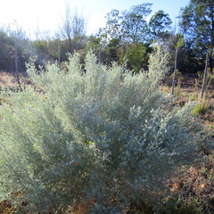 Aspalathus pedunculata