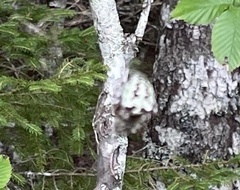 Araneus bicentenarius