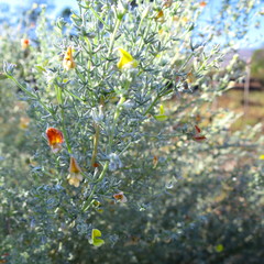 Aspalathus pedunculata