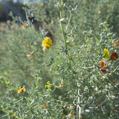 Aspalathus pedunculata