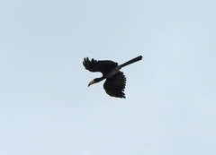 Lophoceros fasciatus