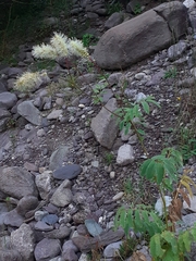 Sanguisorba dodecandra