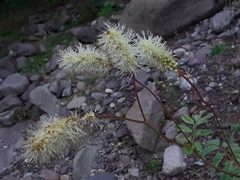 Sanguisorba dodecandra