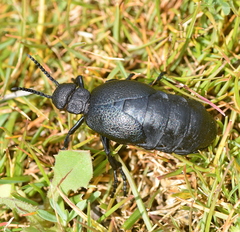 Meloe cicatricosus